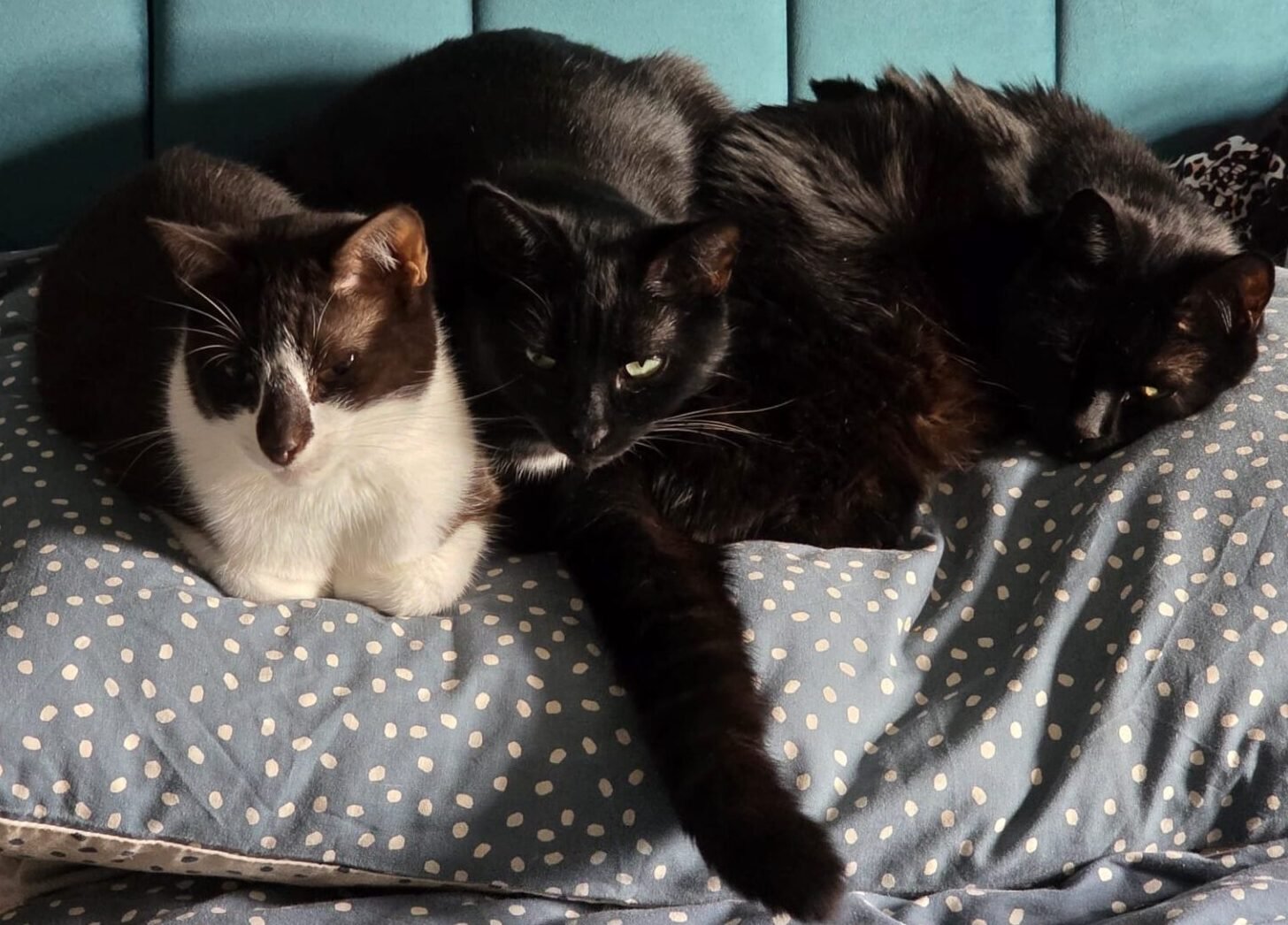 Milo, Nora, and Dave curled up on a pillow.