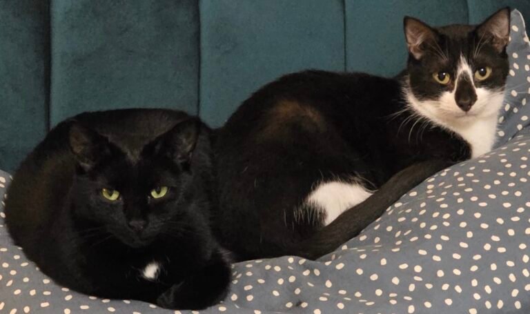 Milo & Nora Sitting together
