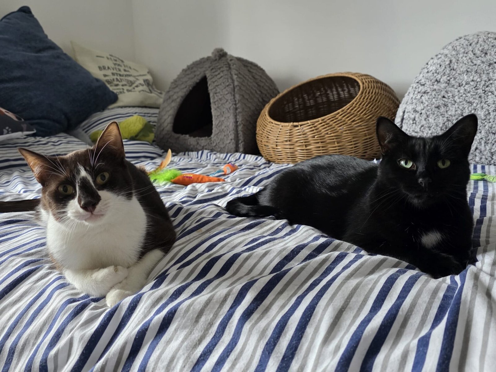 Milo and Nora