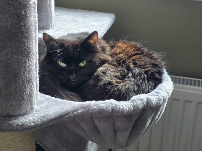 Taylor Curled up in her basket