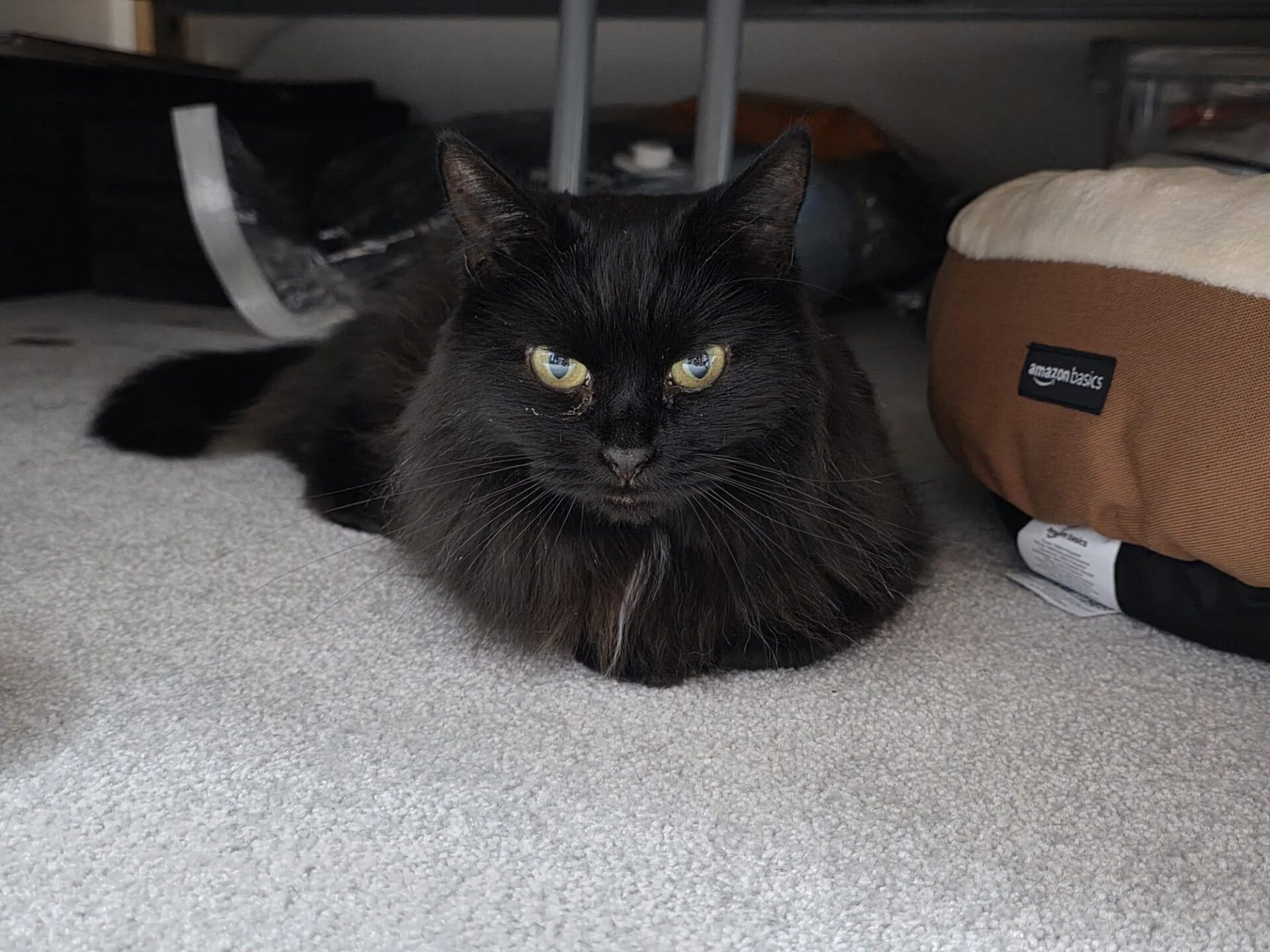 Taylor Settling In to her new home in the early days.