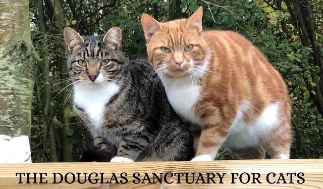 The Douglas Sanctuary for Cats