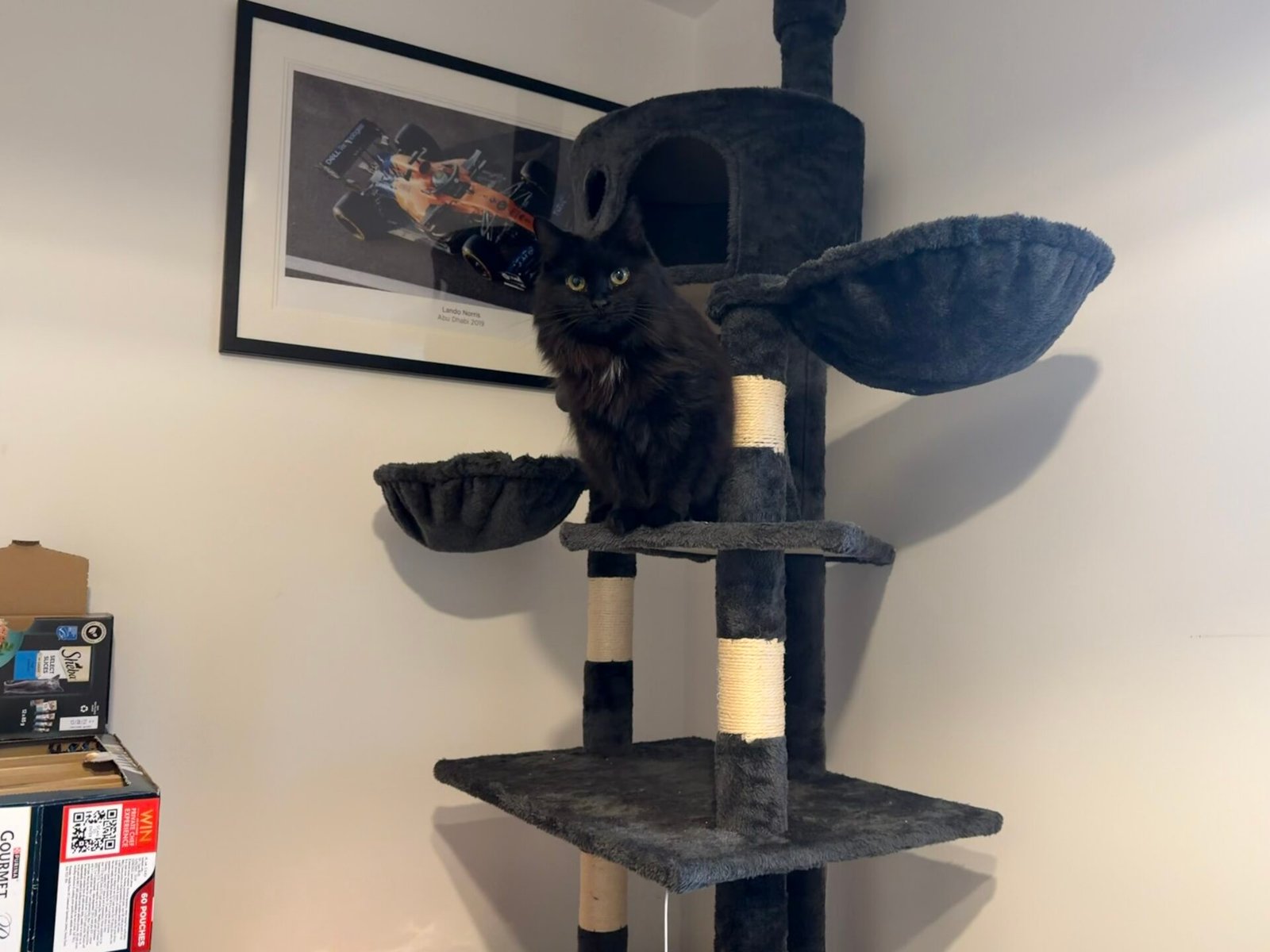 Cat in Cat Tree