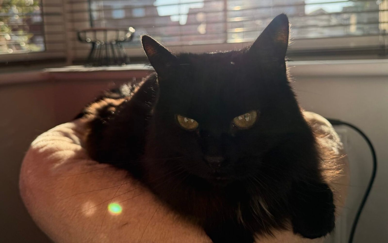 Taylor sitting in a cat tree in the sun.