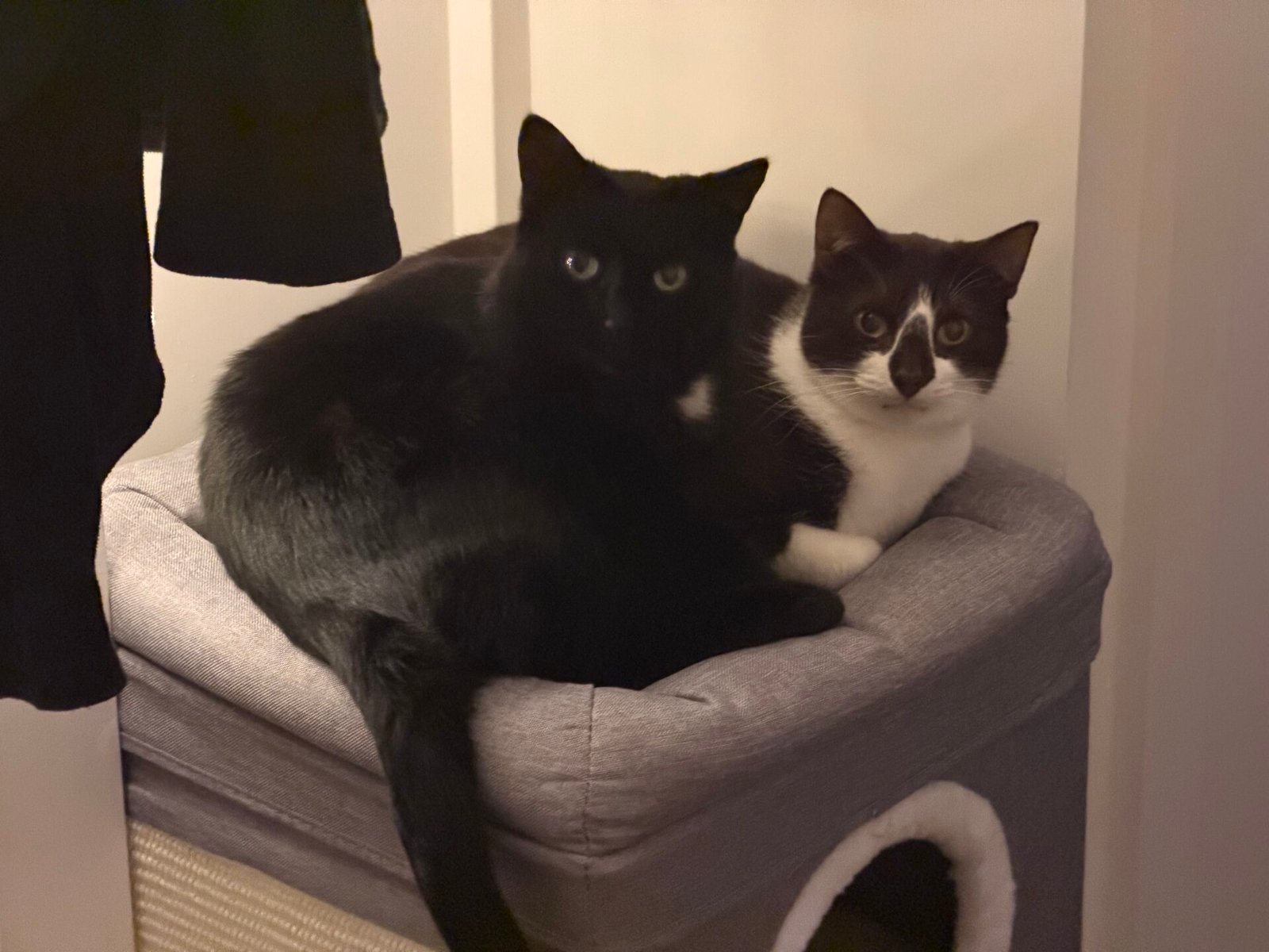 Milo & Nora Cuddled Up