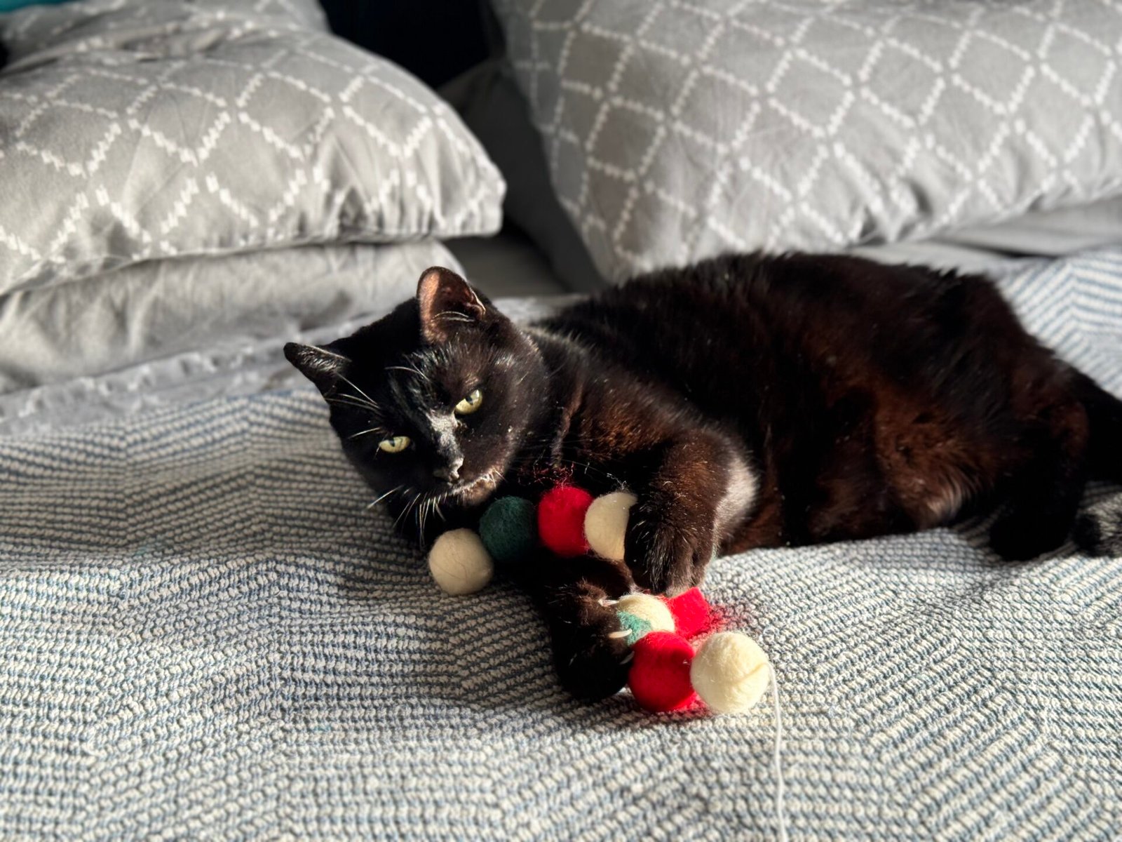 Cat with Fishing Rod Toy