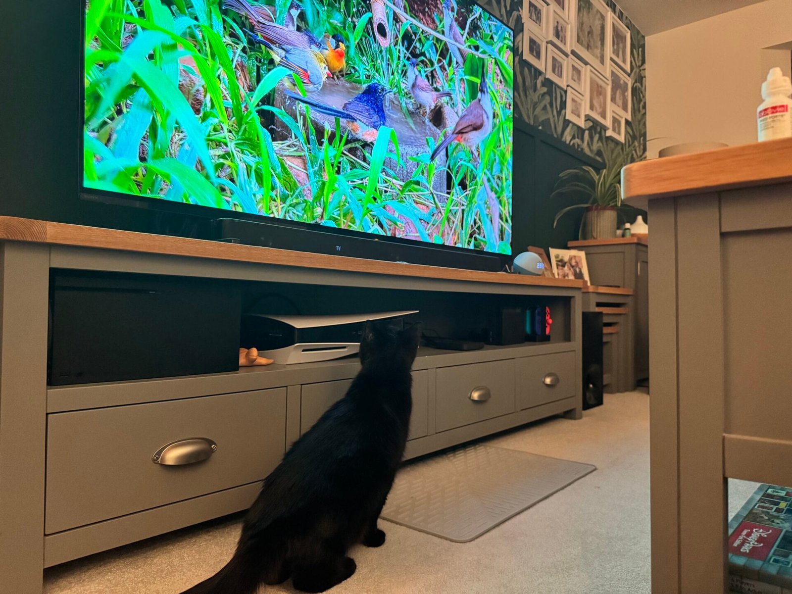 Cat watching Cat TV