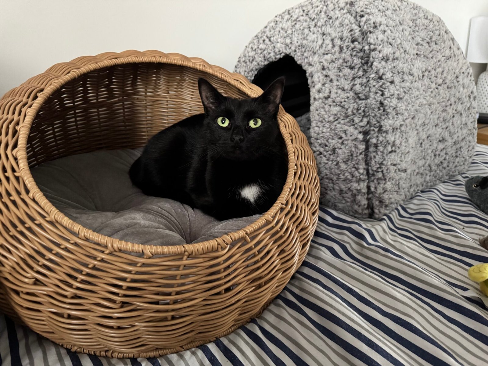Cat in Basket