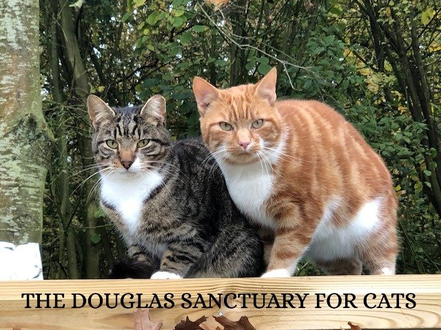 The Douglas Sanctuary For Cats Logo