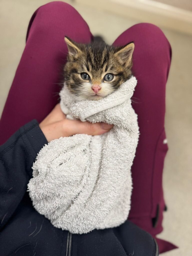 Kitten Burrito