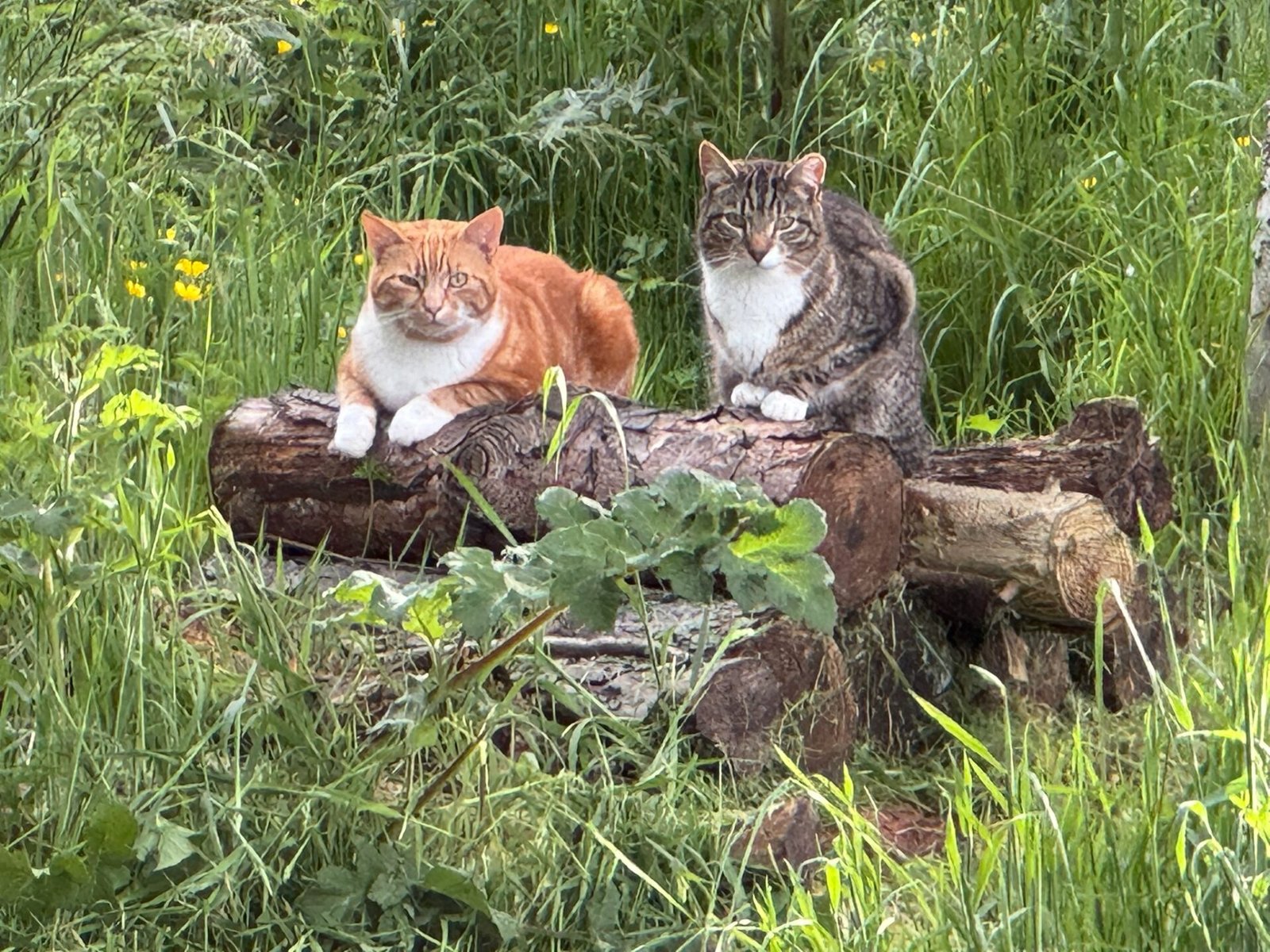 Cats on a Log