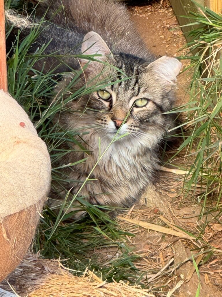 Cat in Sun
