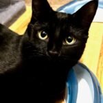 Sooty