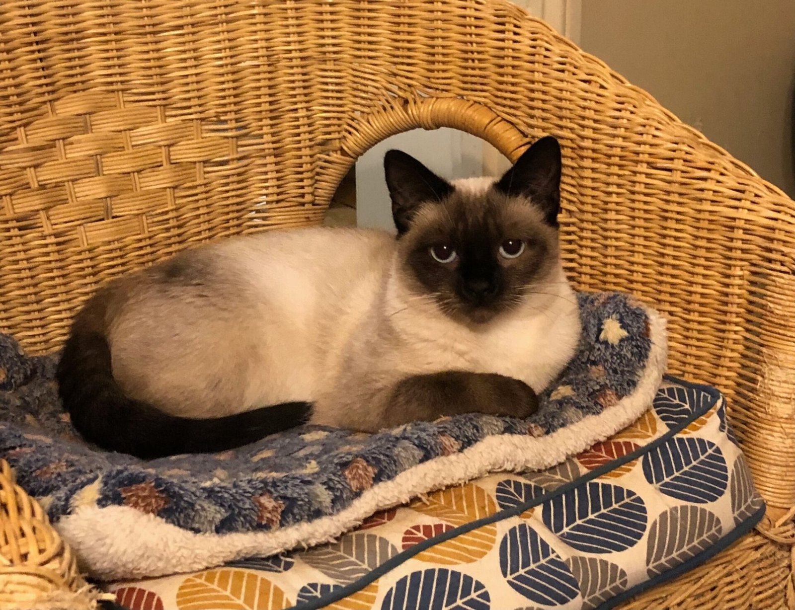 Silas the cat in bed