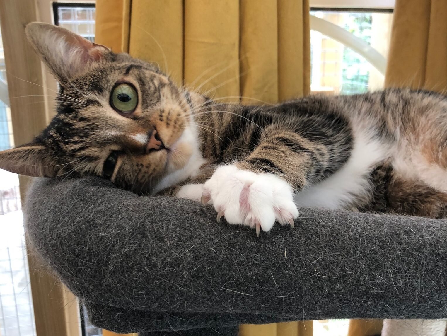Cat Relaxing in Bed