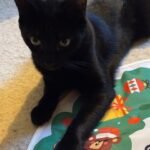 Sooty