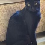 Sooty
