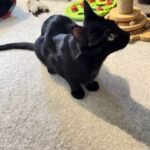 Sooty