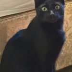 Sooty