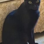 Sooty