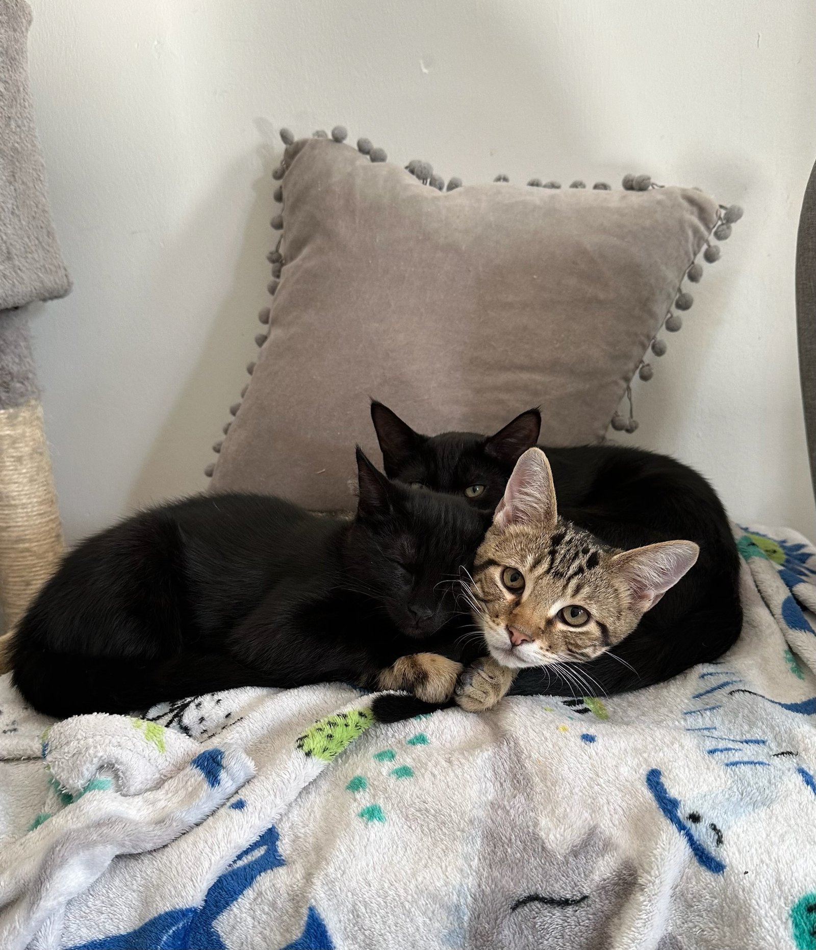 Kittens Cuddled Up