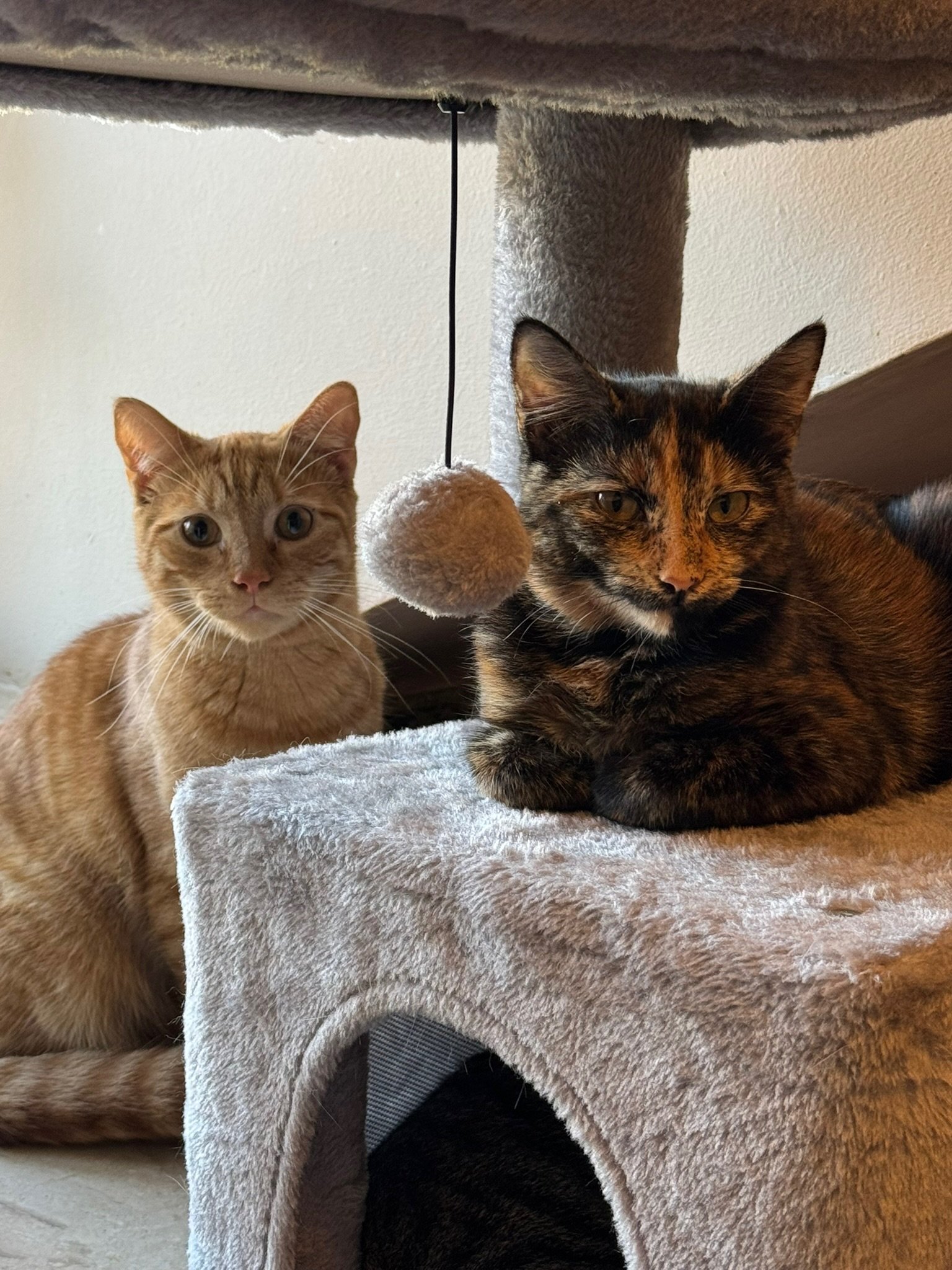 Two cats in a cat tower