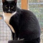 Poppy the Cat