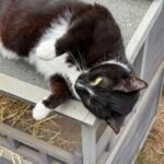 Poppy the Cat
