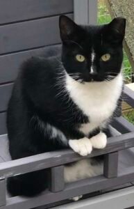 Poppy the Cat