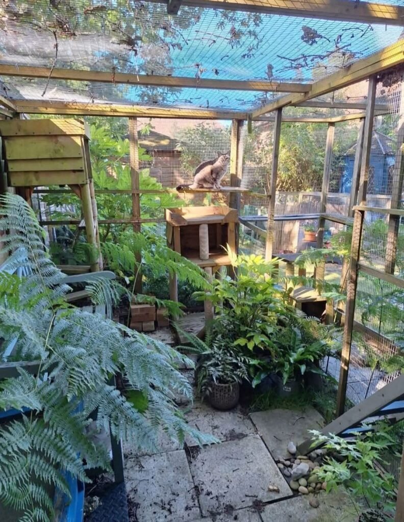Secure Catio