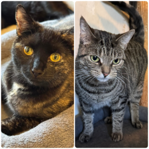 Tilly & Iris