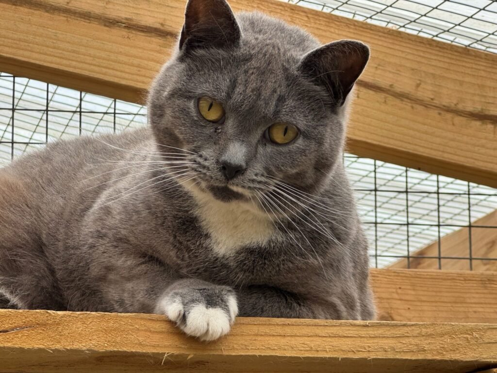 Bonnie