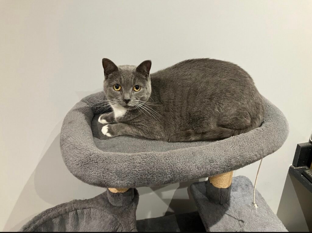 Bonnie