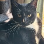Pierre