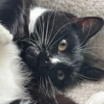 Pierre