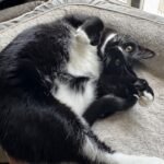 Pierre