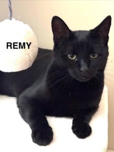 Remy