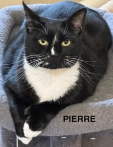 Pierre
