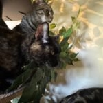 Tilly & Iris