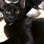 Ollie
