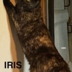Iris