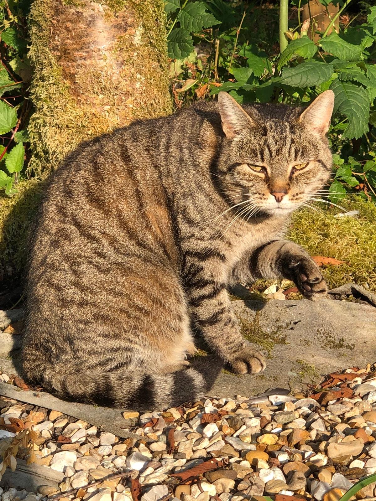 Cat cleaning