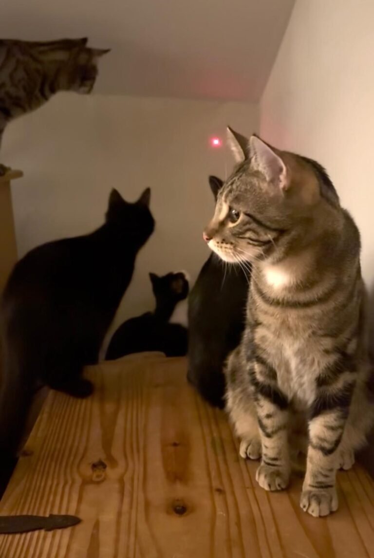 Cats looking for fun
