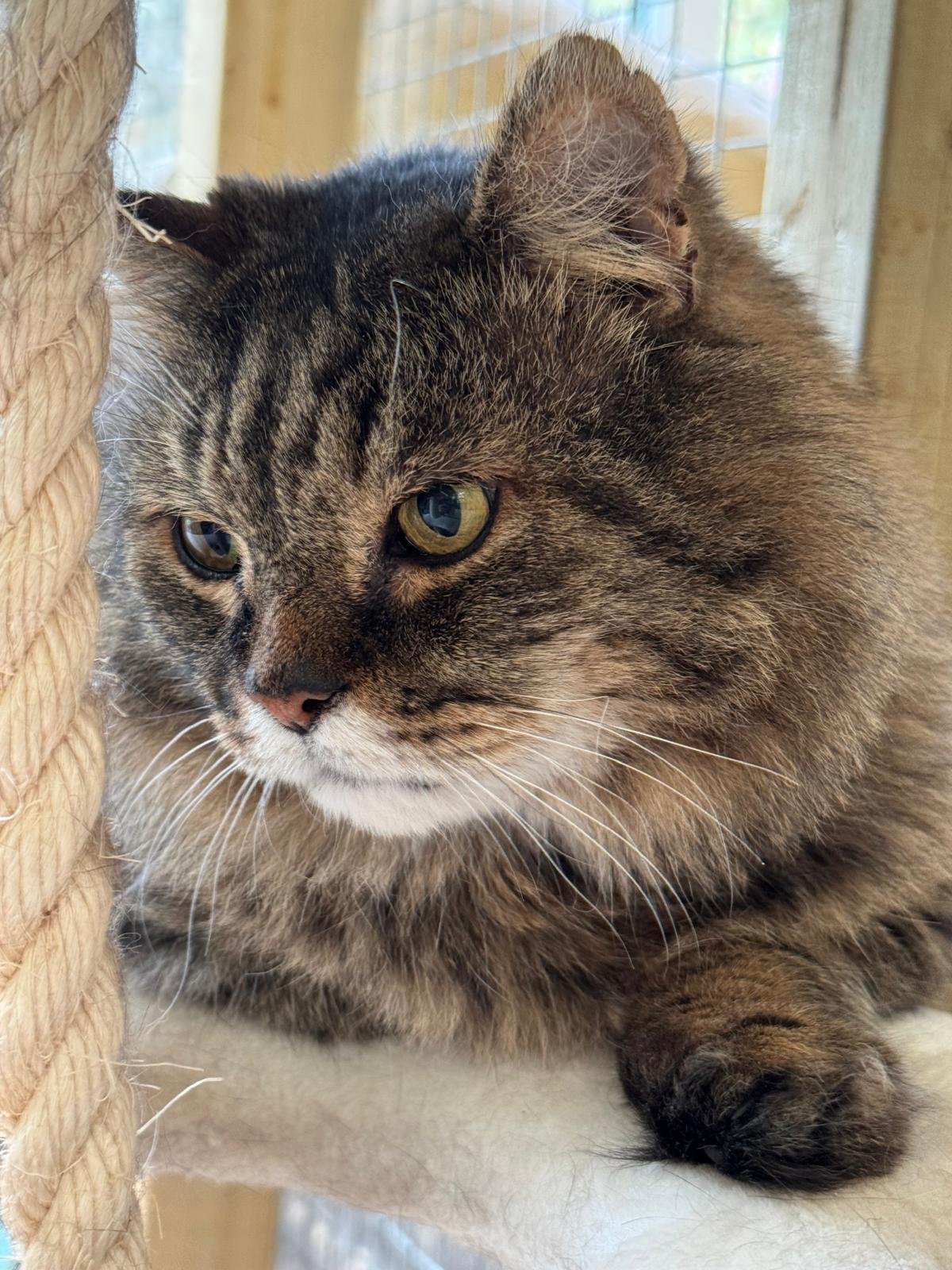 Cat staring