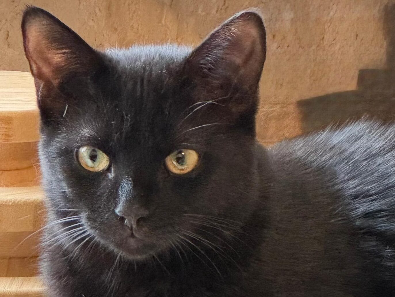 Cat looking at Photographer