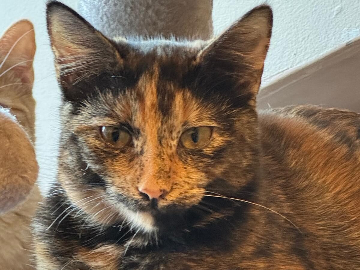 Cat looking Happy