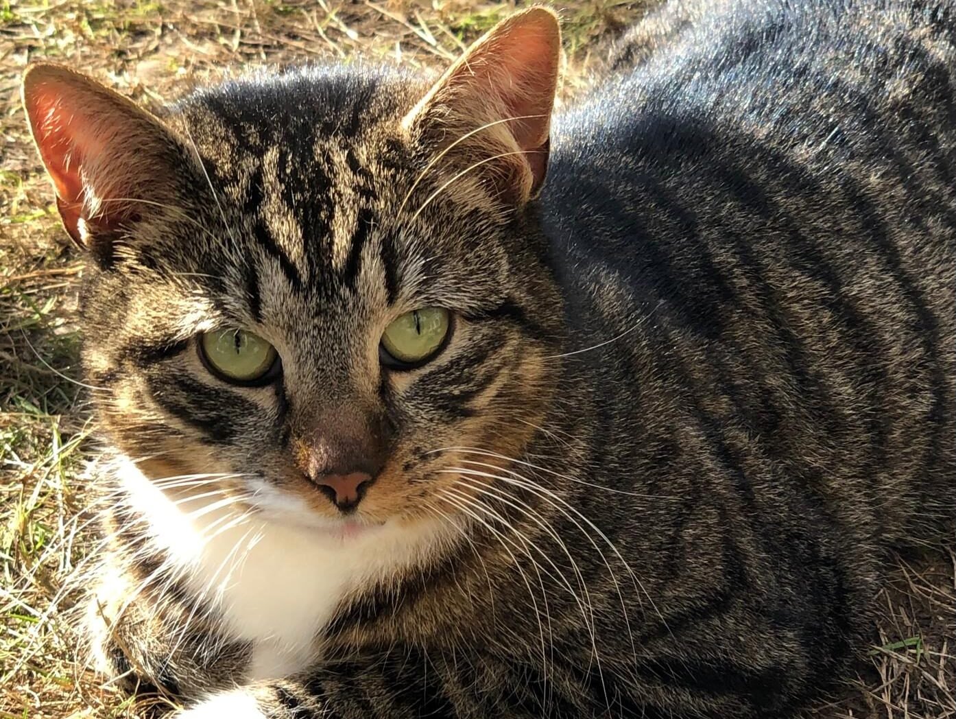 Cat Staring at photographer