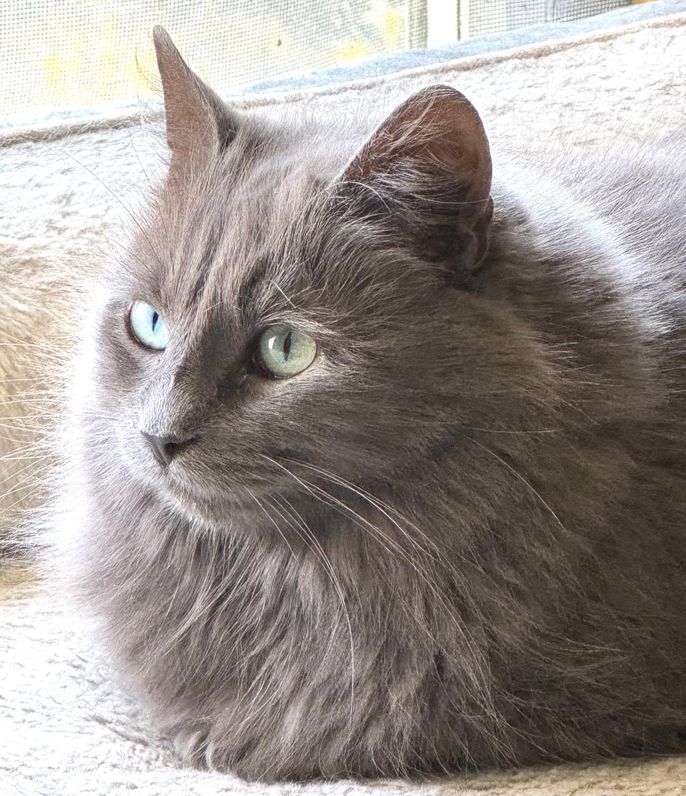 Cat searching for new owners