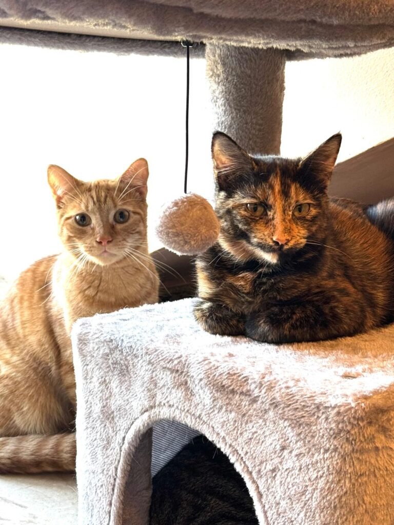 Cats sitting together