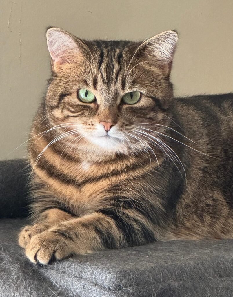 Cat laying down